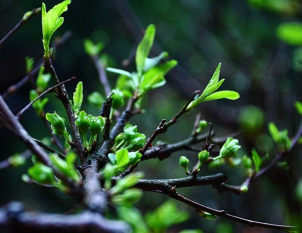 hashtagcamtay.com-hái lộc đầu năm